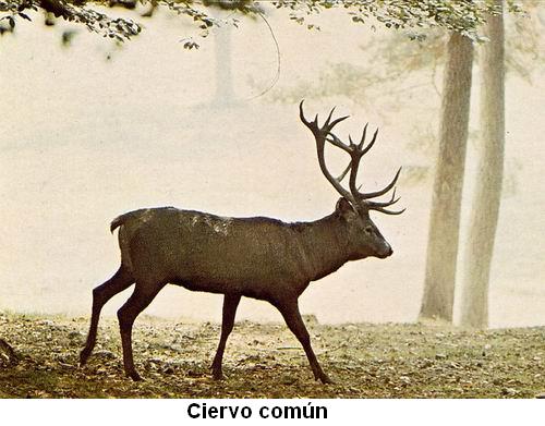 Ciervo común.jpg